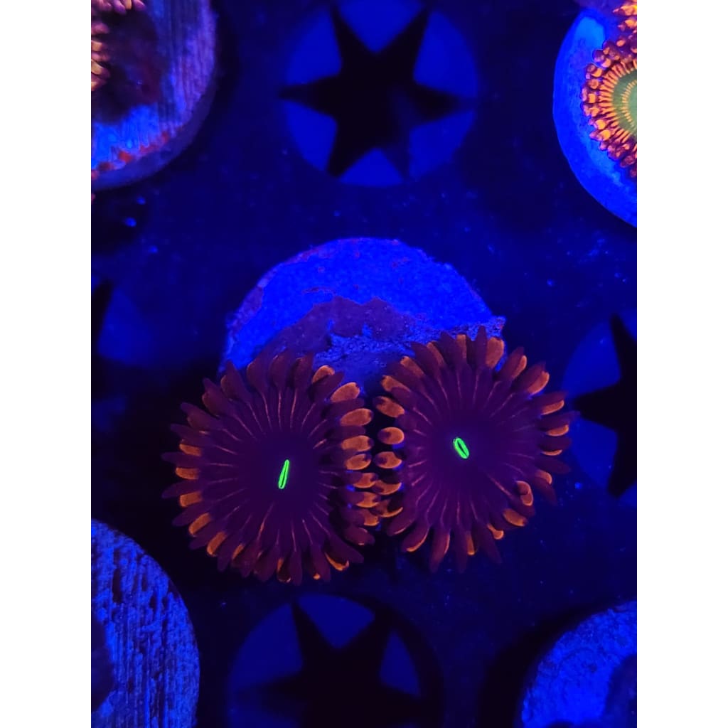 Red People Eater Zoanthid Frag WYSIWYG!