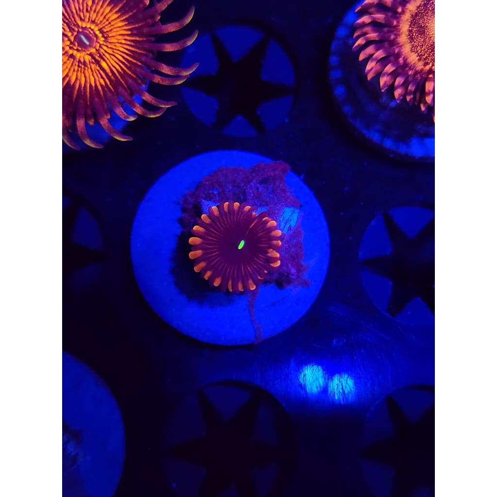 Red People Eater Zoanthid Frag WYSIWYG!