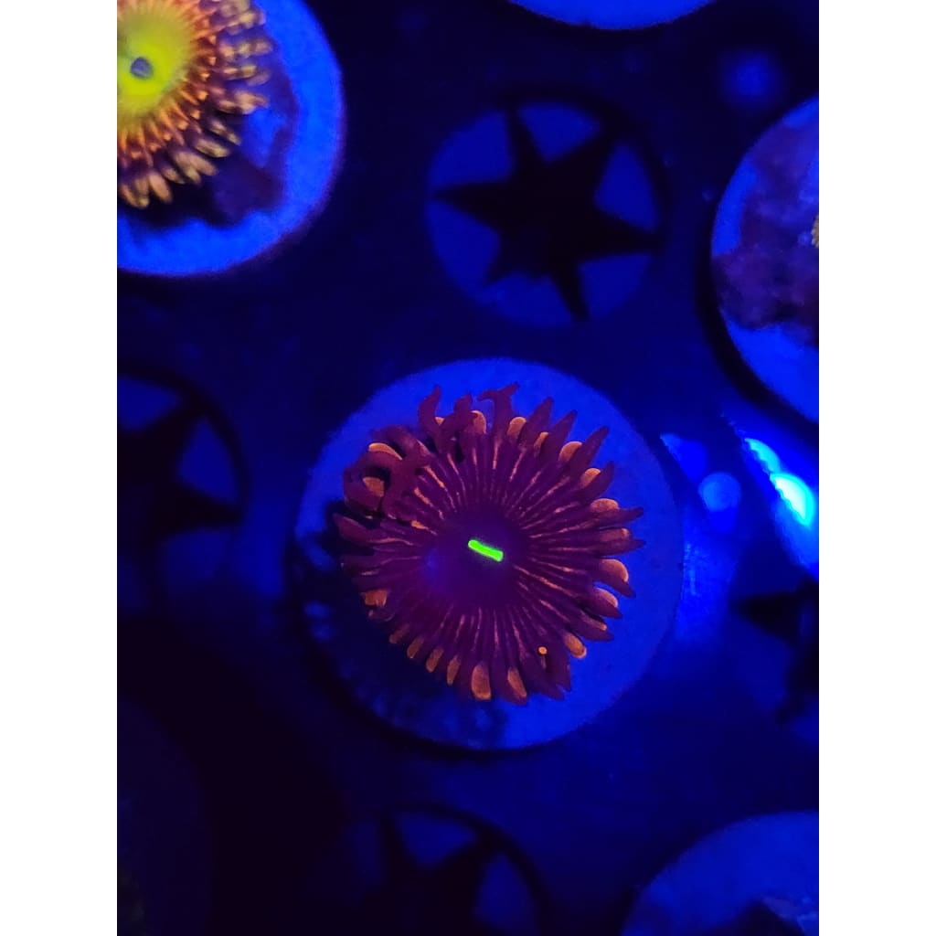 Red People Eater Zoanthid Frag WYSIWYG!