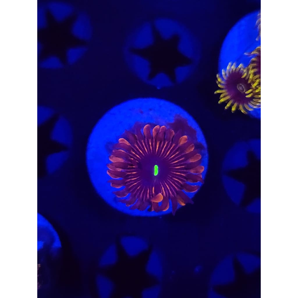 Red People Eater Zoanthid Frag WYSIWYG!