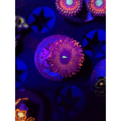Red People Eater Zoanthid Frag WYSIWYG!