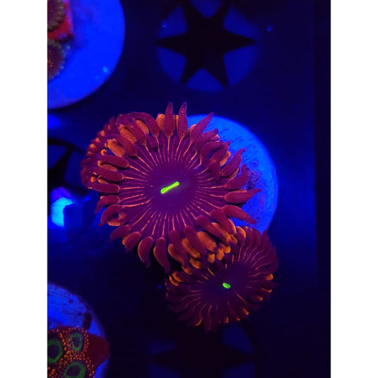Red People Eaters Zoanthid Frag WYSIWYG!