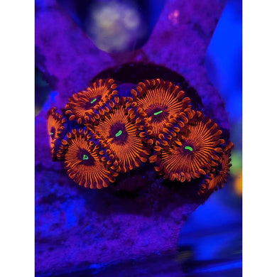 Red People Eaters Zoanthid Frag WYSIWYG!
