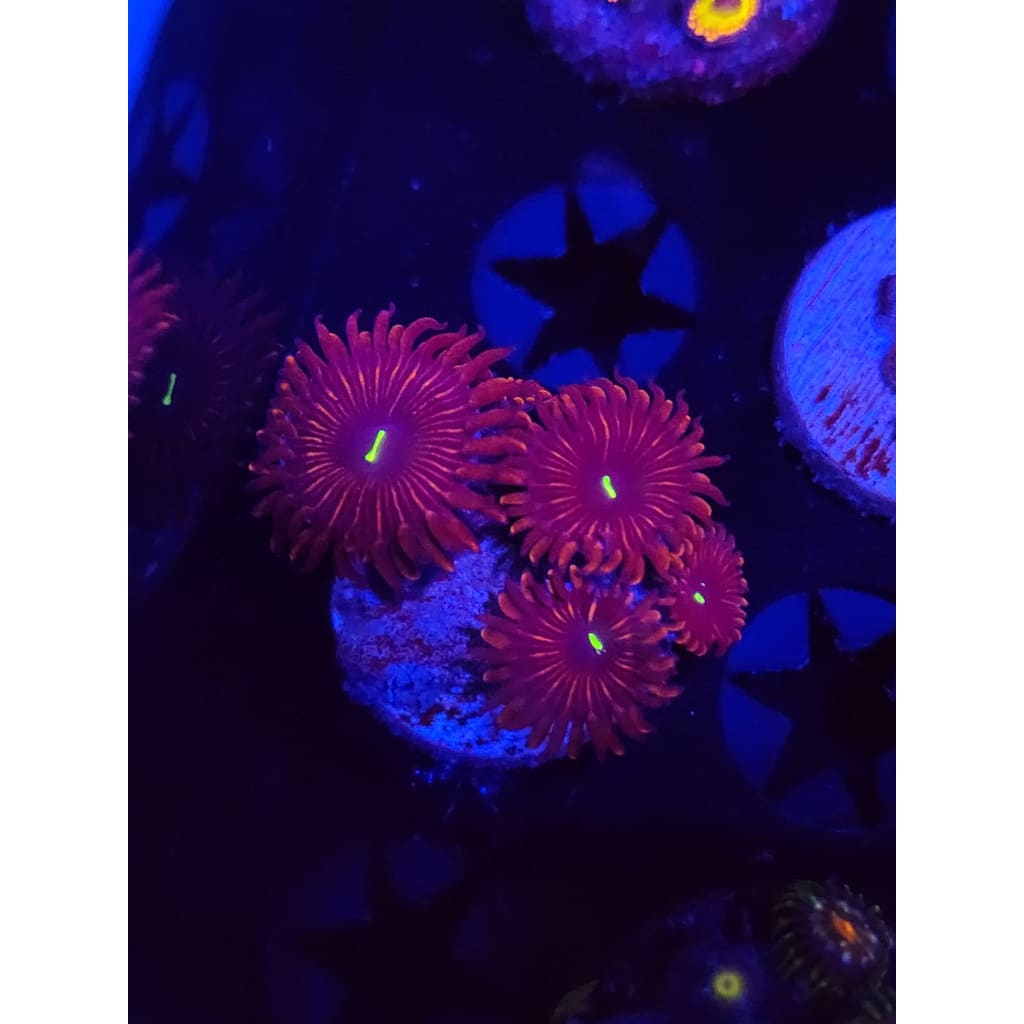 Red People Eaters Zoanthid Frag WYSIWYG!