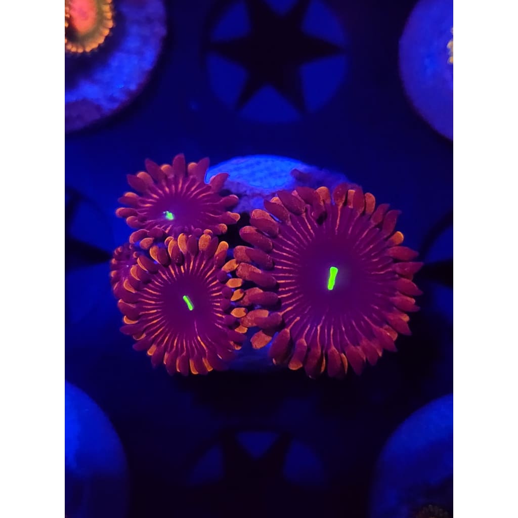 Red People Eaters Zoanthid Frag WYSIWYG!