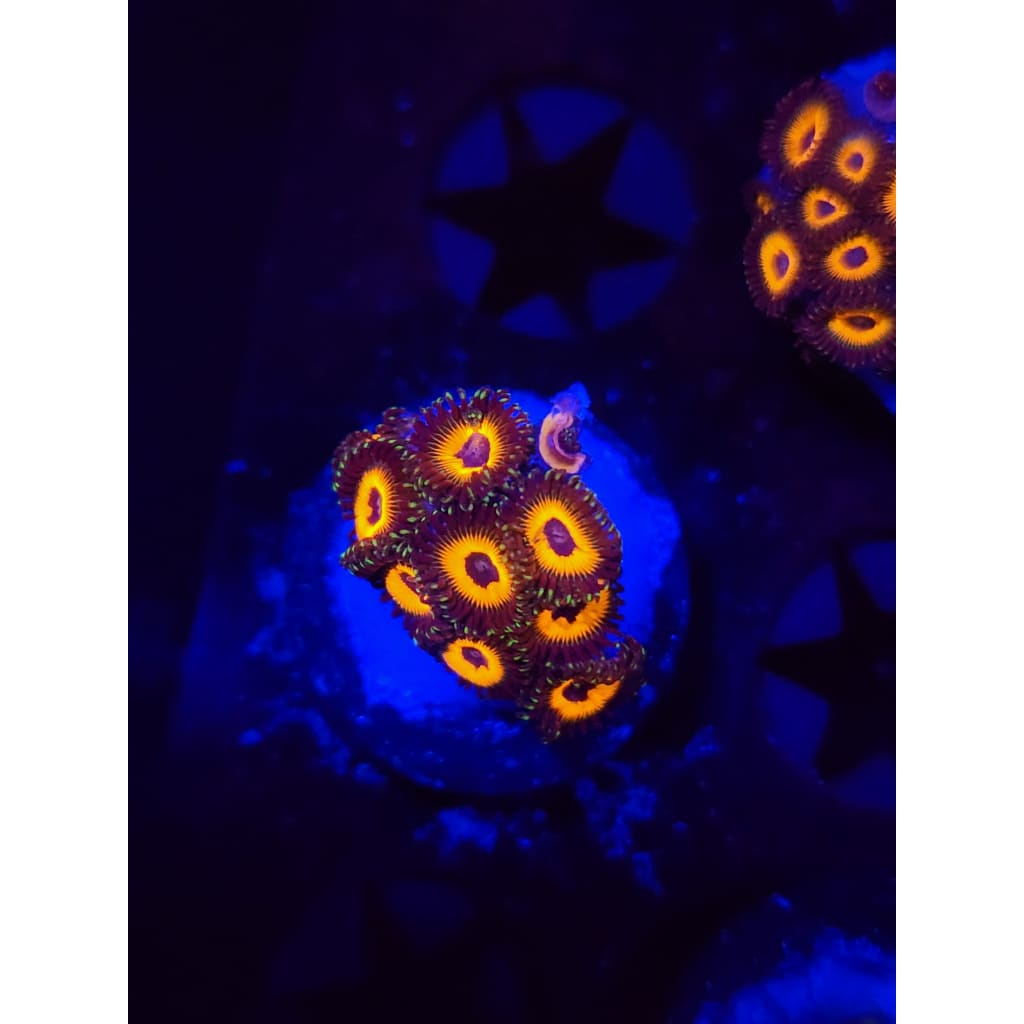 Reverse Bob Marley Zoanthid Frag WYSIWYG!