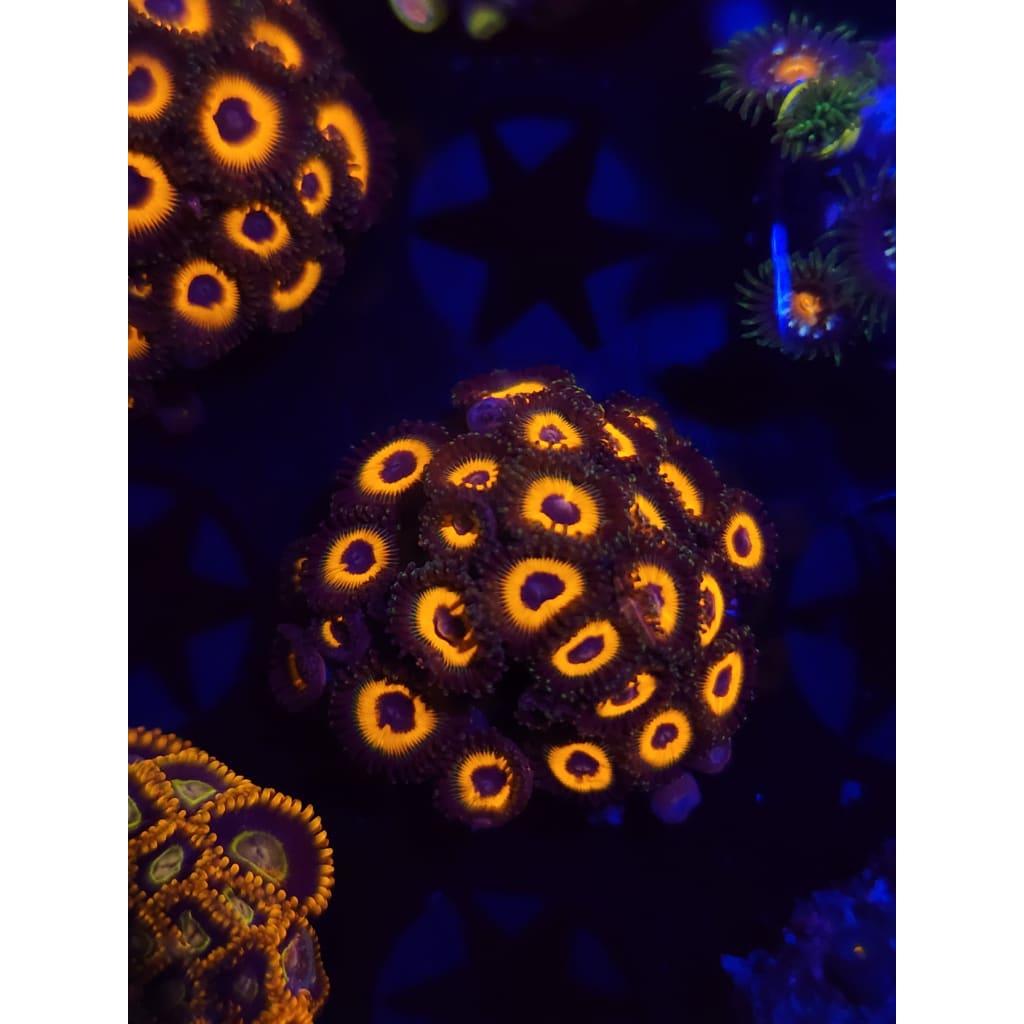Reverse Bob Marley Zoanthid Frag WYSIWYG!