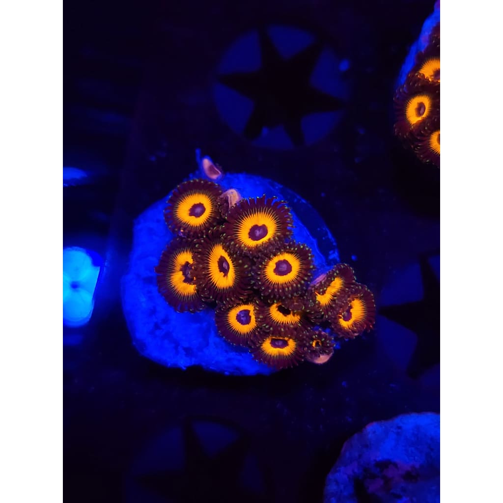 Reverse Bob Marley Zoanthid Frag WYSIWYG!