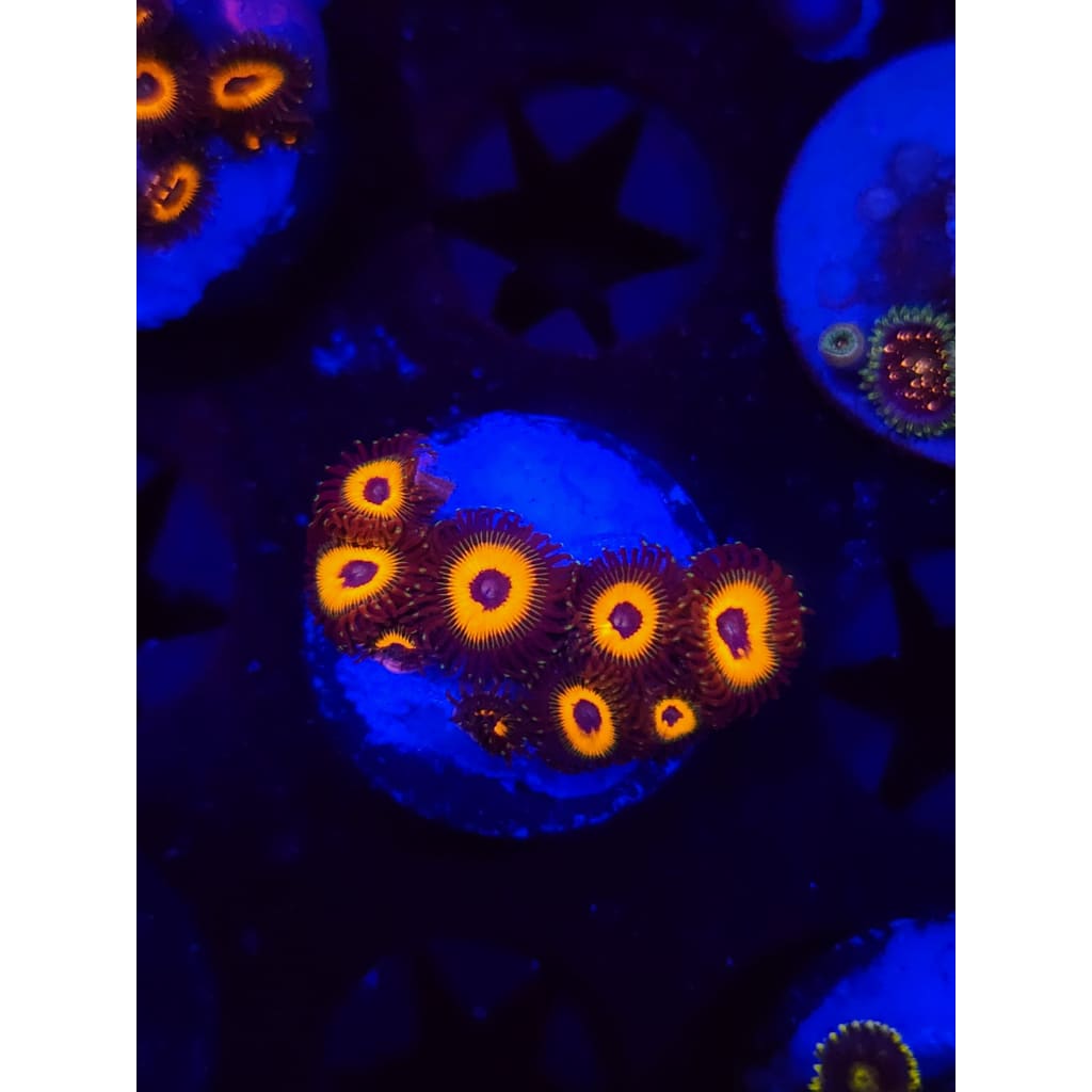 Reverse Bob Marley Zoanthid Frag WYSIWYG!