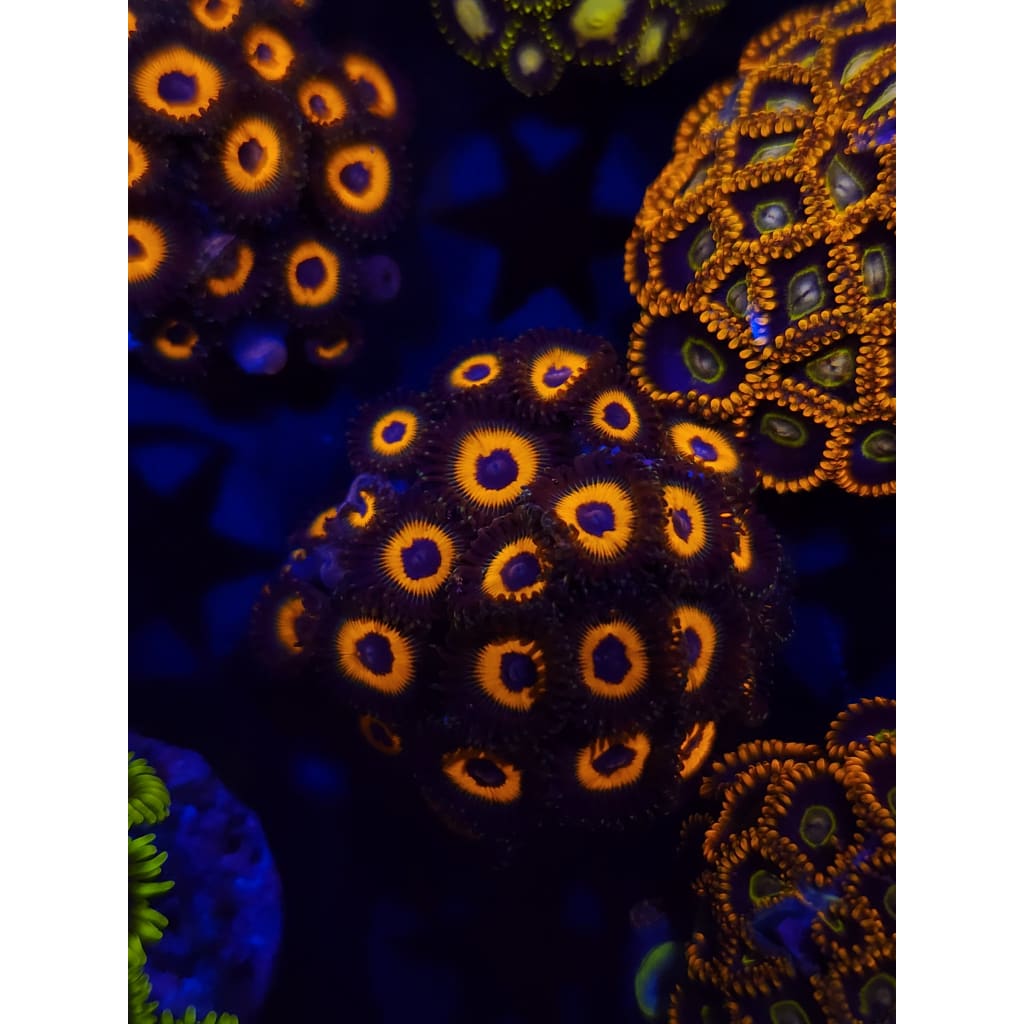 Reverse Bob Marley Zoanthid Frag WYSIWYG!
