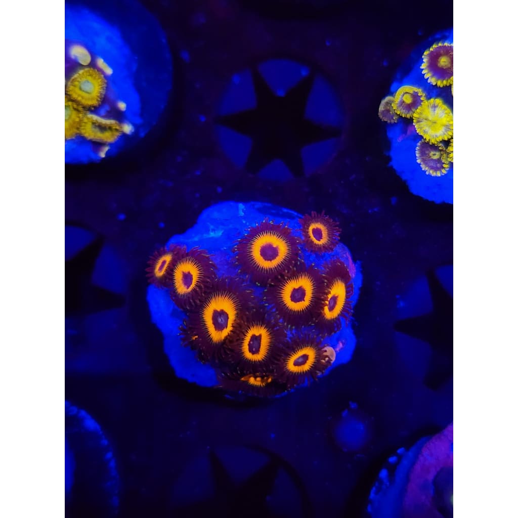 Reverse Bob Marley Zoanthid Frag WYSIWYG!