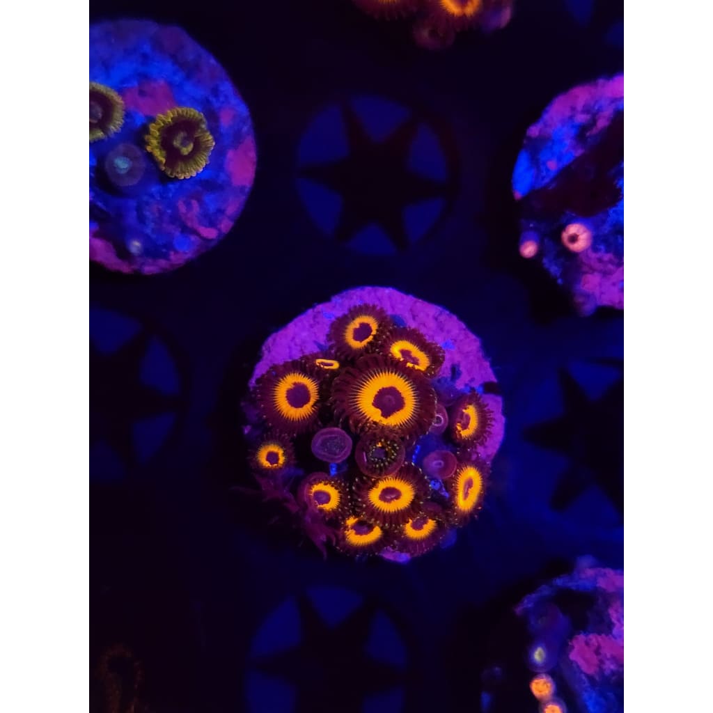 Reverse Bob Marley Zoanthid Frag WYSIWYG!