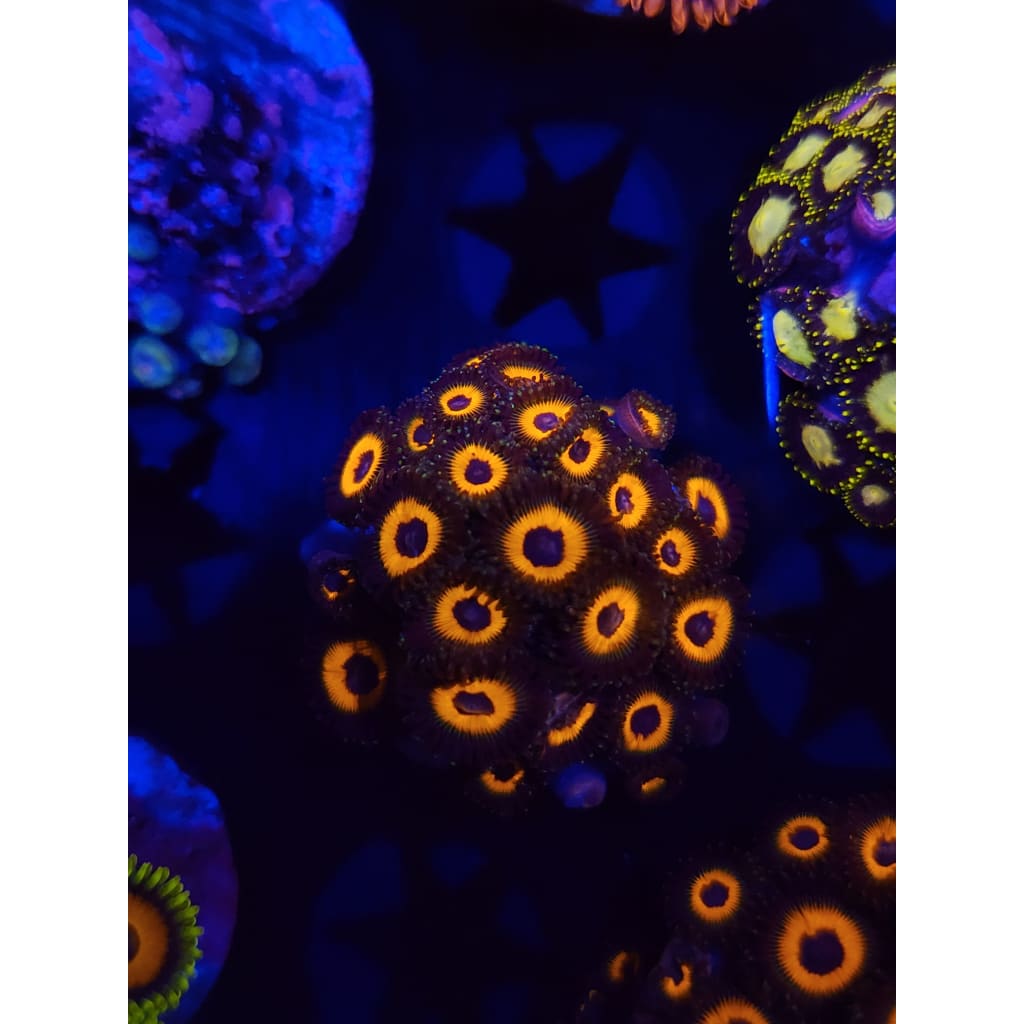 Reverse Bob Marley Zoanthid Frag WYSIWYG!