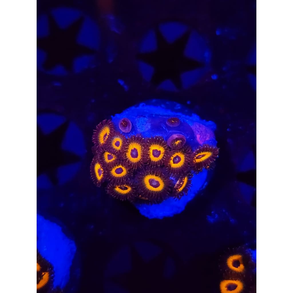 Reverse Bob Marley Zoanthid Frag WYSIWYG!