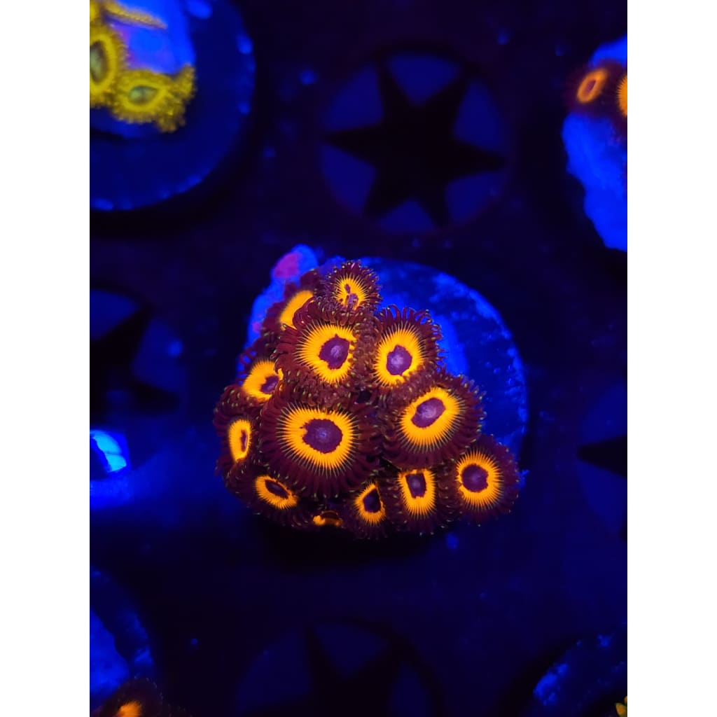 Reverse Bob Marley Zoanthid Frag WYSIWYG!