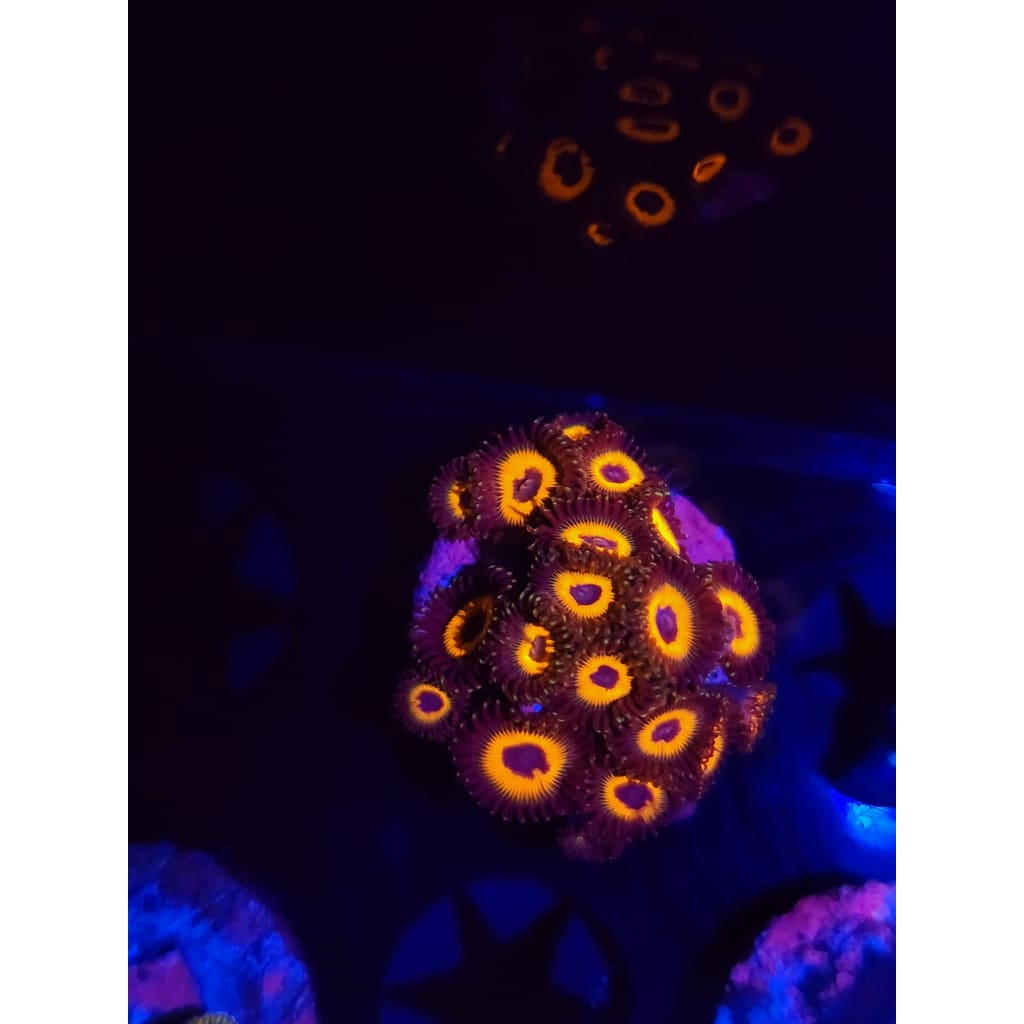 Reverse Bob Marley Zoanthid Frag WYSIWYG!