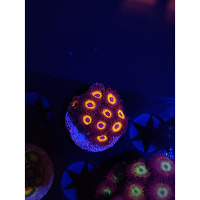 Reverse Bob Marley Zoanthid Frag WYSIWYG!