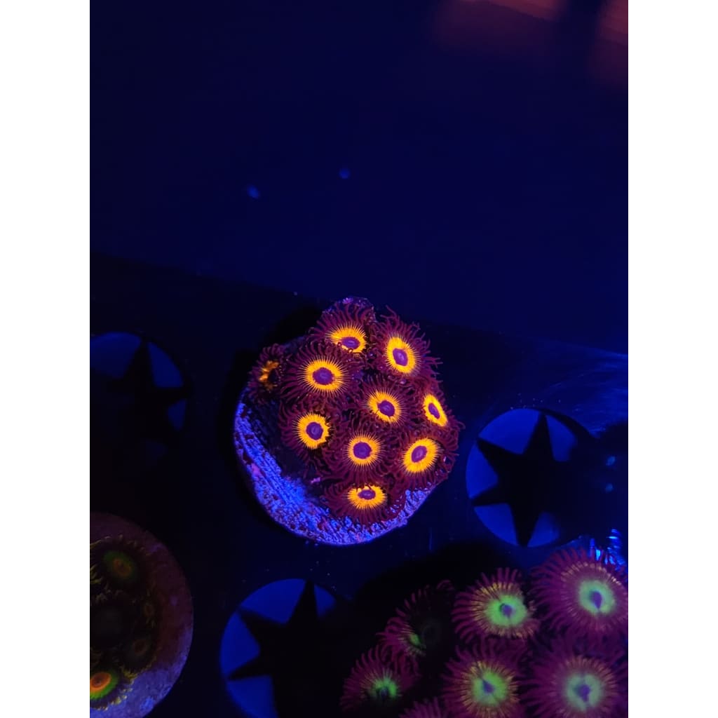 Reverse Bob Marley Zoanthid Frag WYSIWYG!