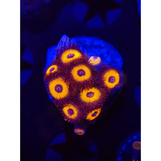 Reverse Bob Marley Zoanthid Frag WYSIWYG!