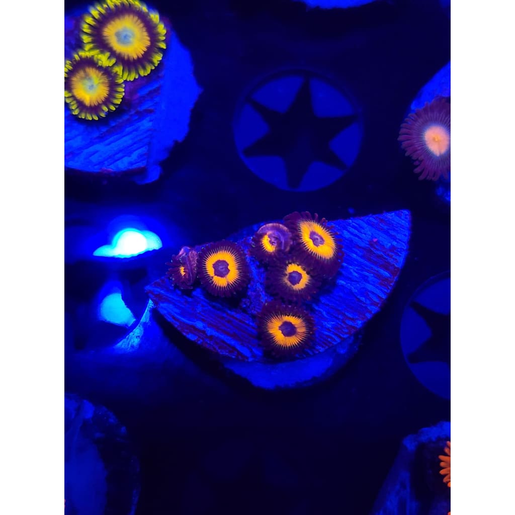 Reverse Bob Marley Zoanthid Frag WYSIWYG!