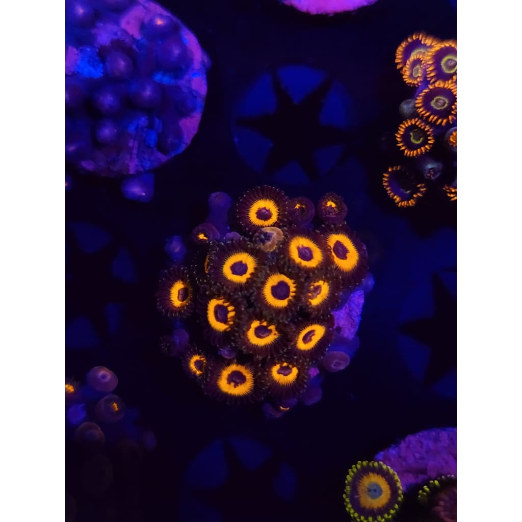 Reverse Bob Marley Zoanthid Frag WYSIWYG!