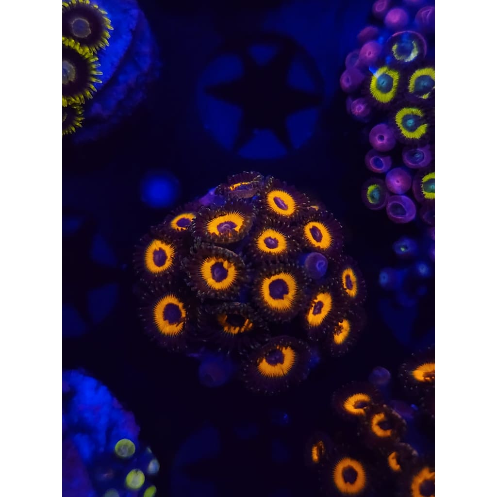 Reverse Bob Marley Zoanthid Frag WYSIWYG!