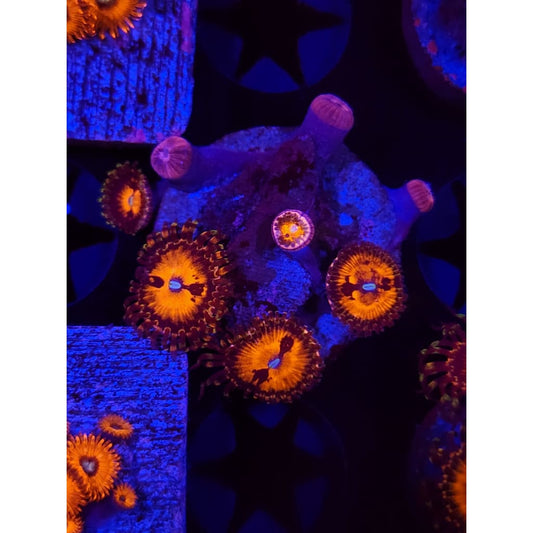 Reverse Hallucination Zoanthid Frag WYSIWYG!