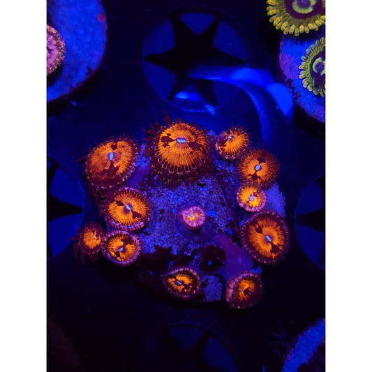 Reverse Hallucination Zoanthid Frag WYSIWYG!