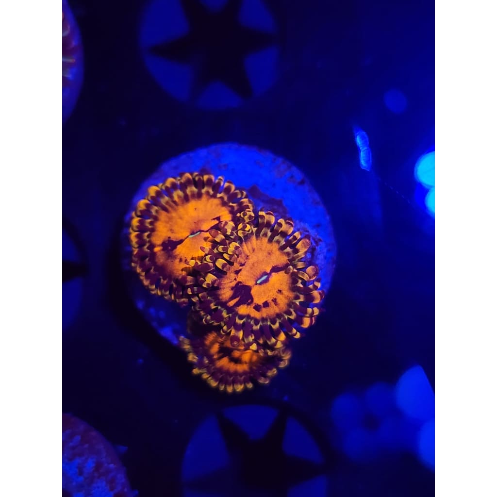 Reverse Hallucination Zoanthid Frag WYSIWYG!