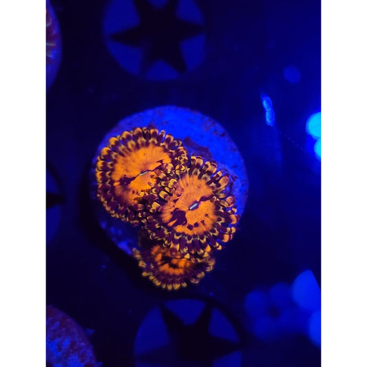 Reverse Hallucination Zoanthid Frag WYSIWYG!