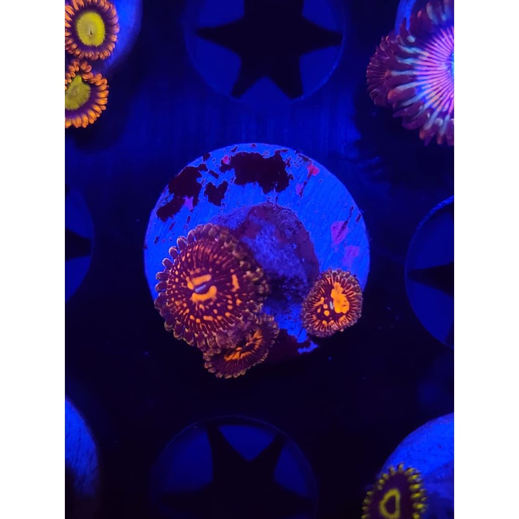 Reverse Hallucination Zoanthid Frag WYSIWYG!