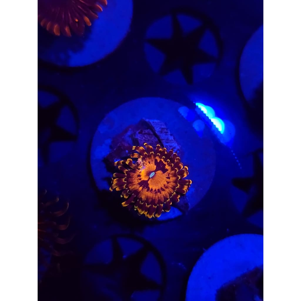 Reverse Hallucination Zoanthid Frag WYSIWYG!