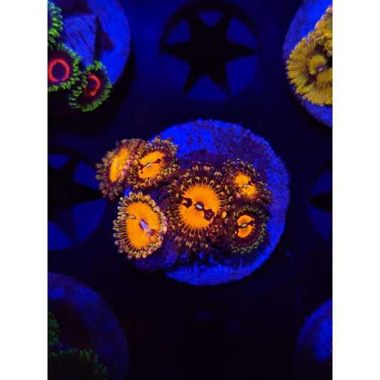 Reverse Hallucination Zoanthid Frag WYSIWYG!