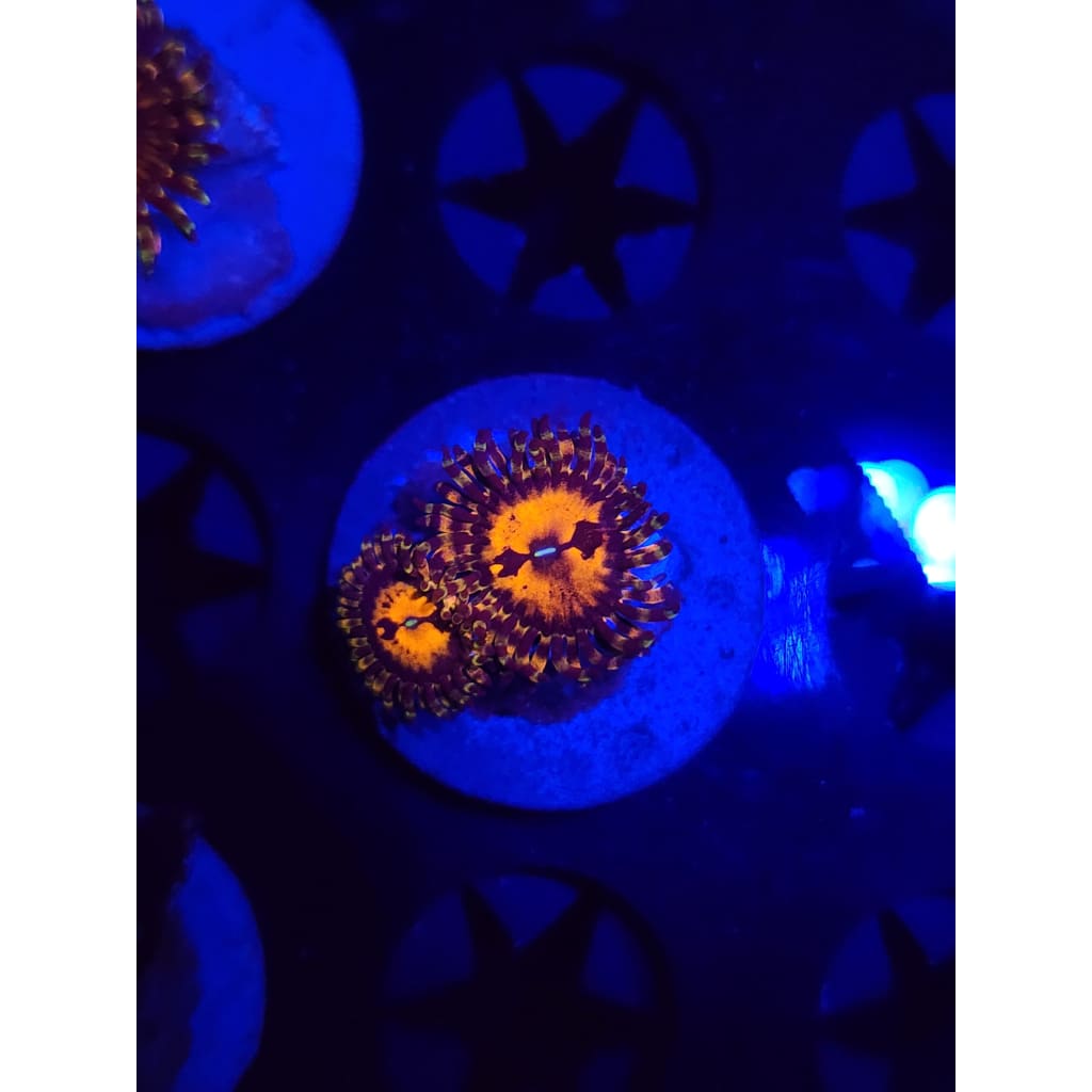 Reverse Hallucination Zoanthid Frag WYSIWYG!