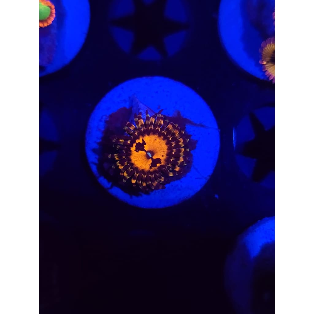 Reverse Hallucination Zoanthid Frag WYSIWYG!