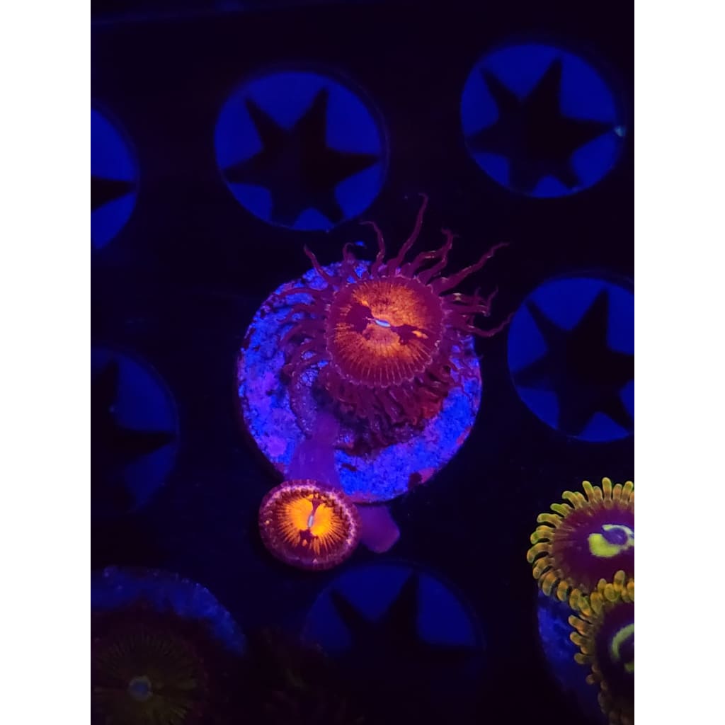 Reverse Hallucination Zoanthid Frag WYSIWYG!