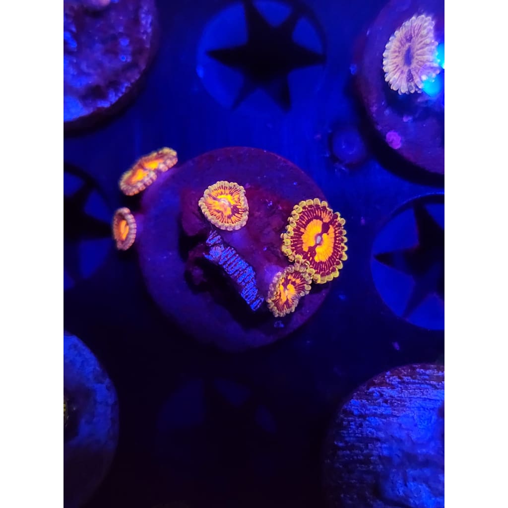 Reverse Hallucination Zoanthid Frag WYSIWYG!