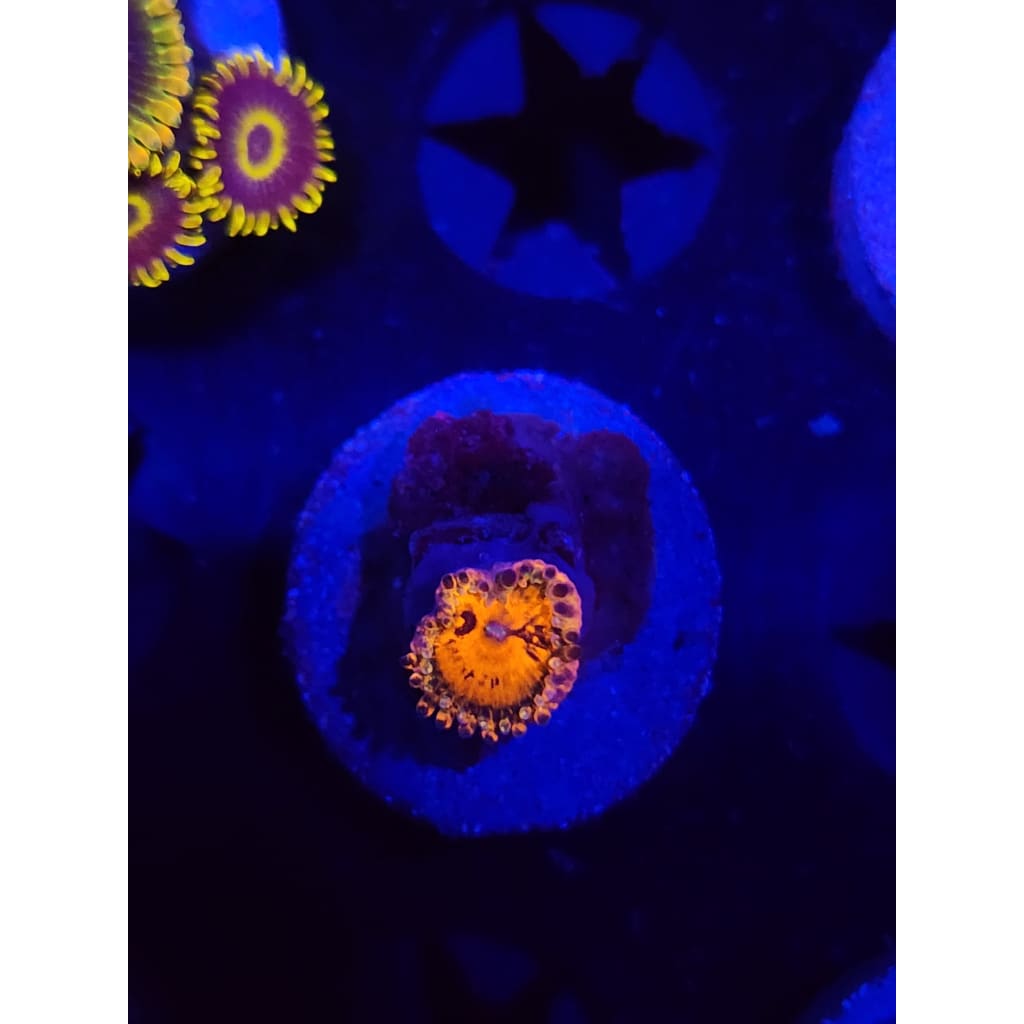 Reverse Hallucination Zoanthid Frag WYSIWYG!