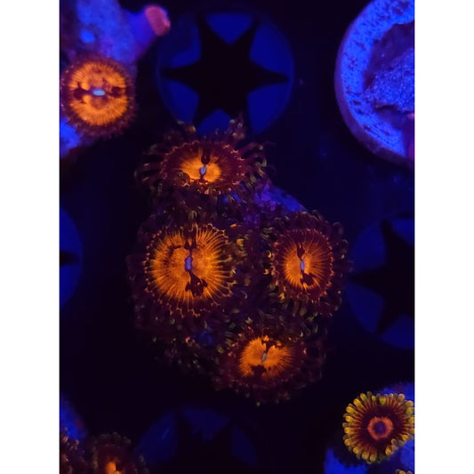 Reverse Hallucination Zoanthid Frag WYSIWYG!