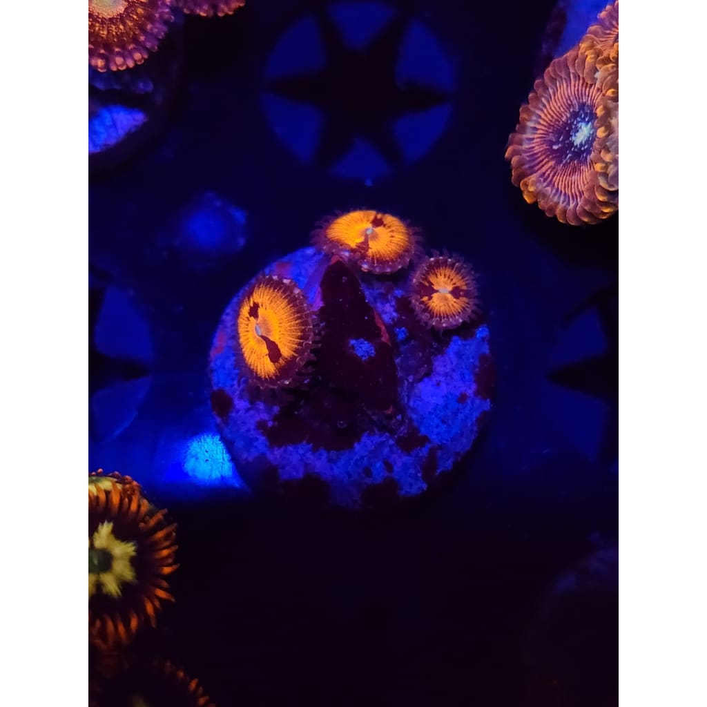 Reverse Hallucination Zoanthid Frag WYSIWYG!
