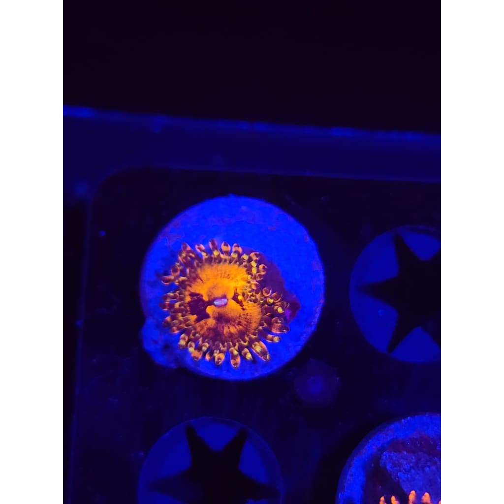 Reverse Hallucination Zoanthid Frag WYSIWYG!