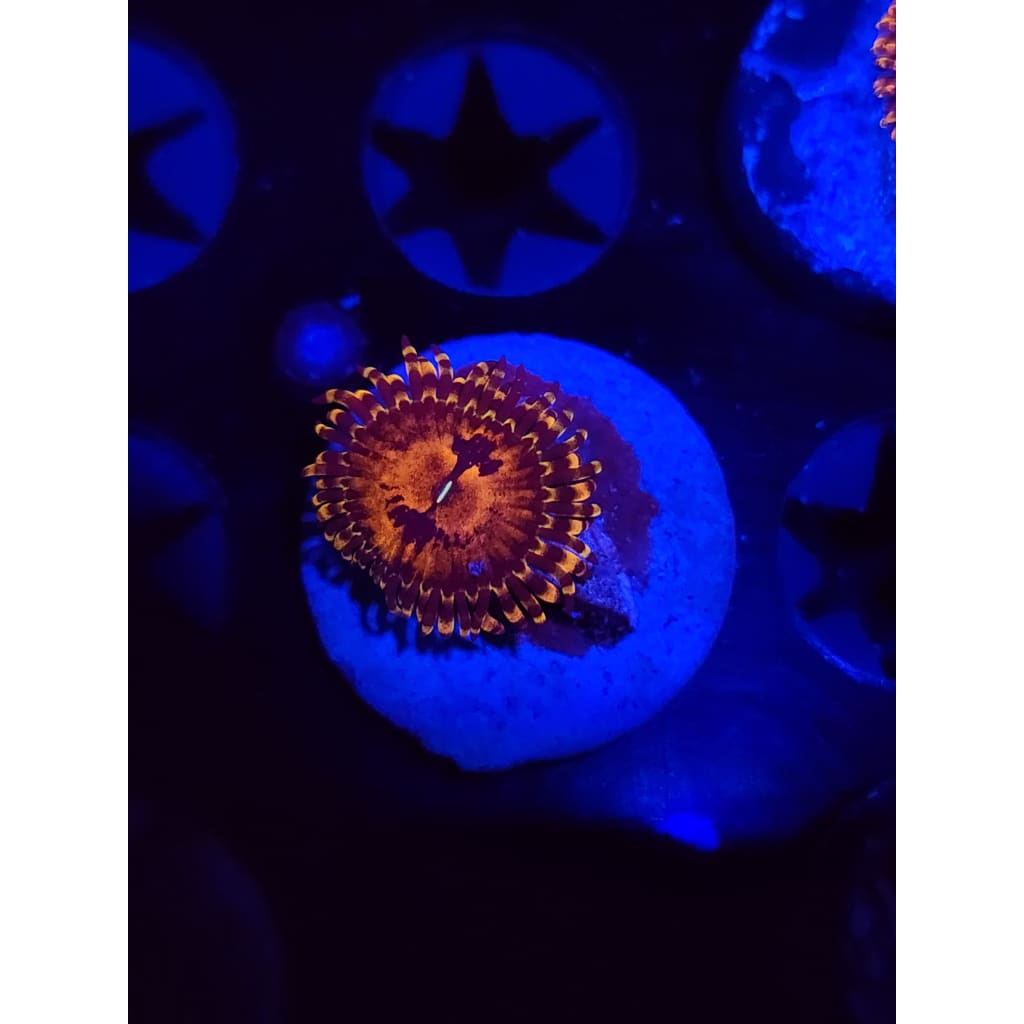 Reverse Hallucination Zoanthid Frag WYSIWYG!