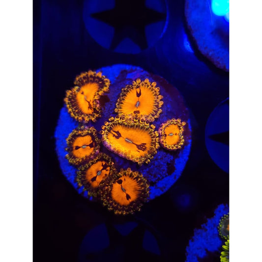 Reverse Hallucination Zoanthid Frag WYSIWYG!