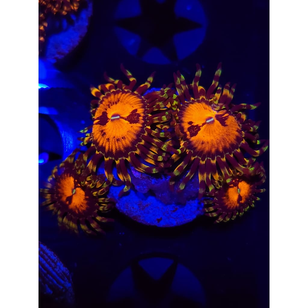 Reverse Hallucination Zoanthid Frag WYSIWYG!