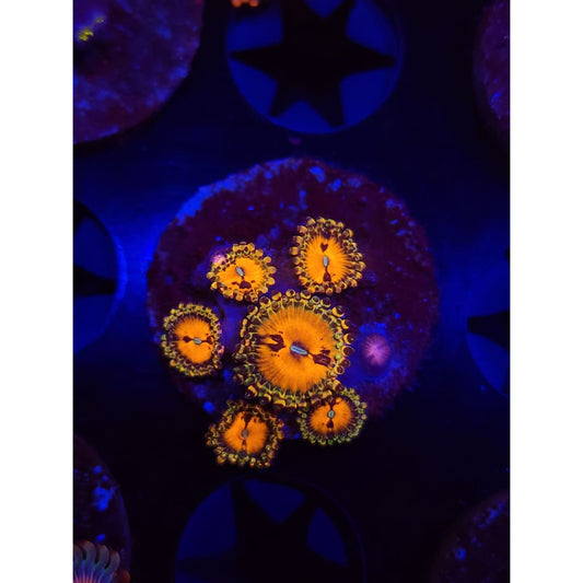 Reverse Hallucination Zoanthid Frag WYSIWYG!