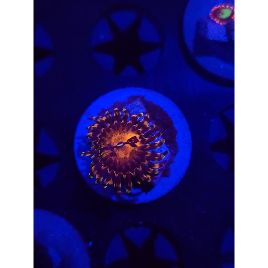 Reverse Hallucination Zoanthid Frag WYSIWYG!