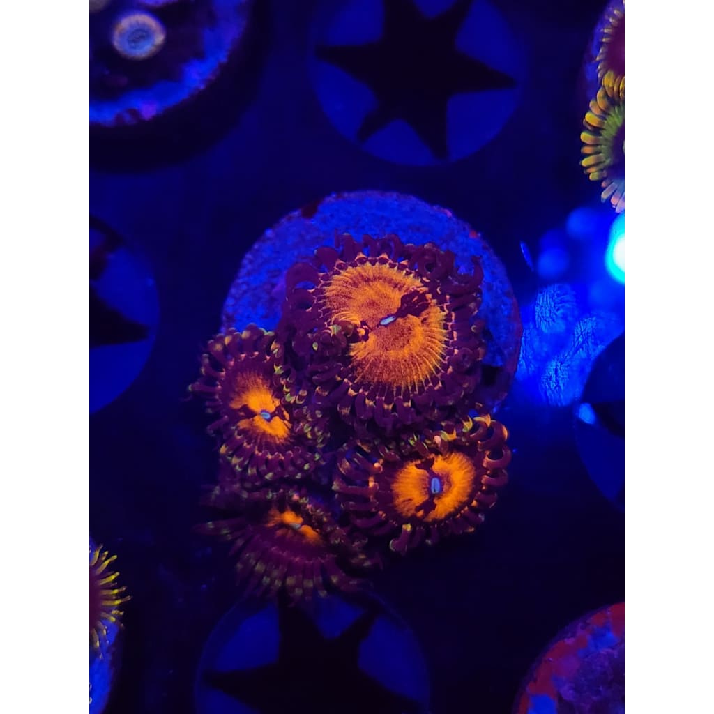 Reverse Hallucination Zoanthid Frag WYSIWYG!