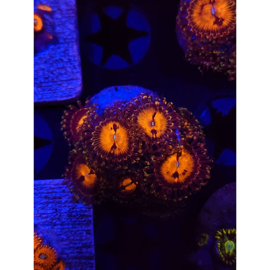 Reverse Hallucination Zoanthid Frag WYSIWYG!