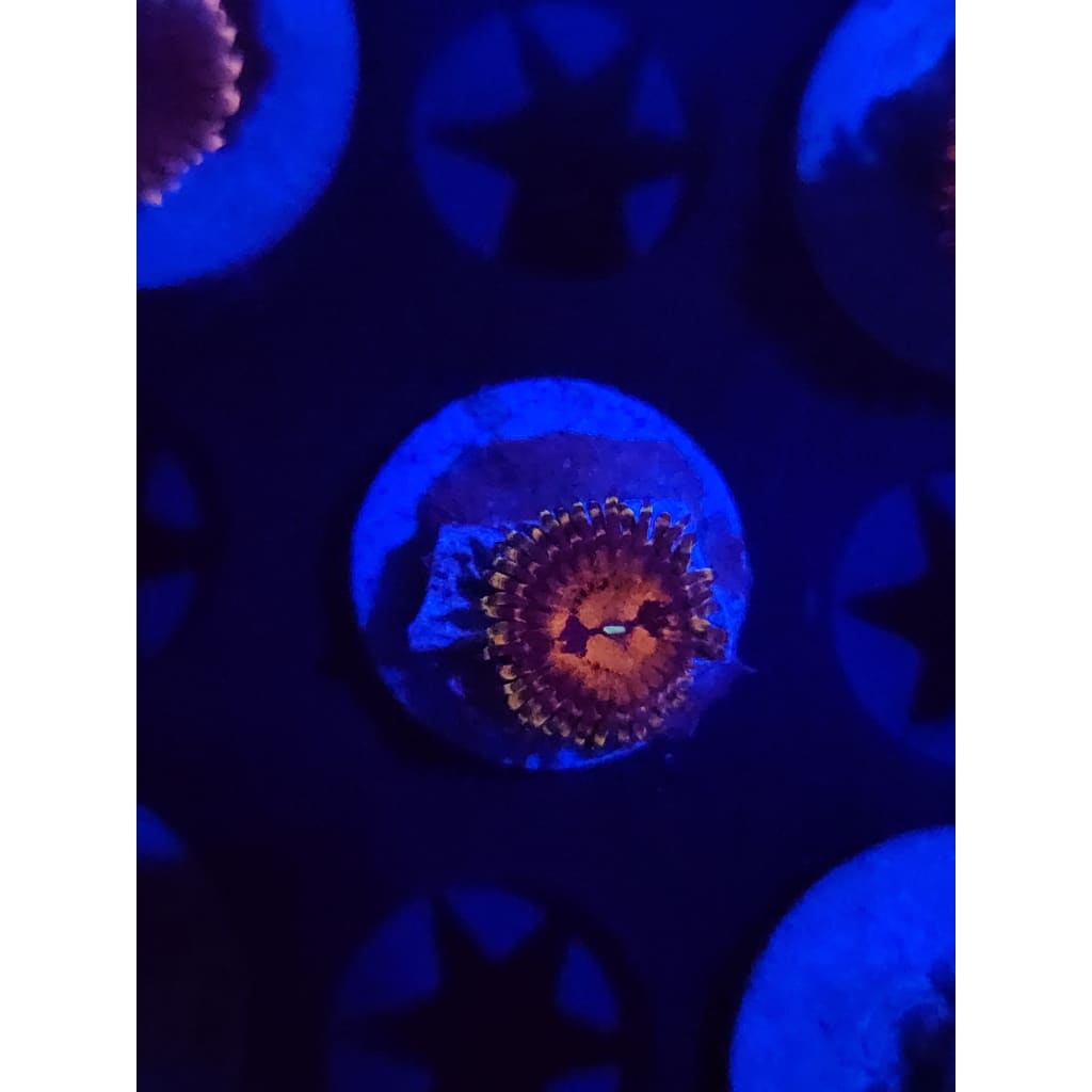 Reverse Hallucination Zoanthid Frag WYSIWYG!