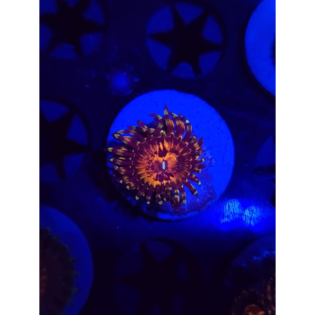 Reverse Hallucination Zoanthid Frag WYSIWYG!